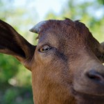 _DSC5901
