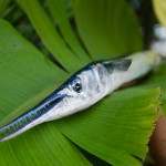 _DSC8935